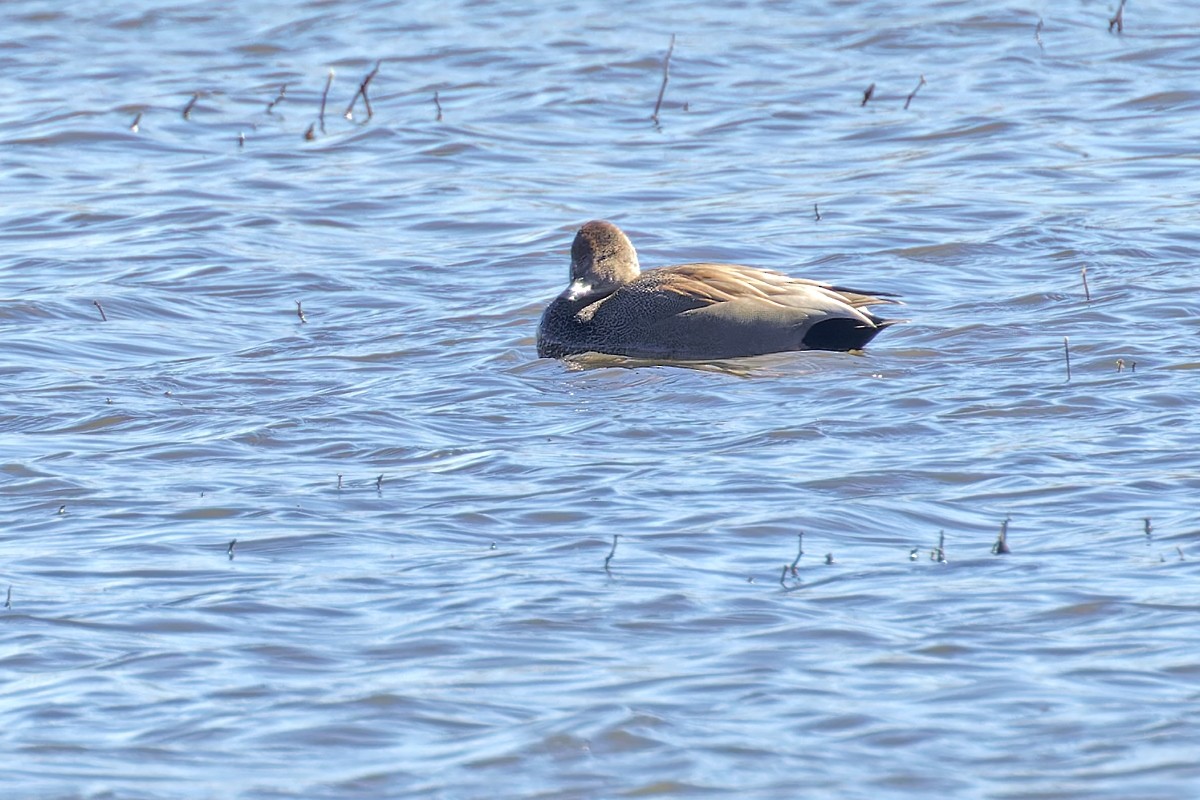 Gadwall - ML614566536