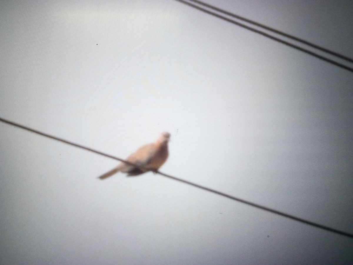 Laughing Dove - ML614566556