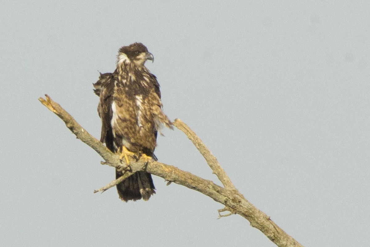 Bald Eagle - ML614566600