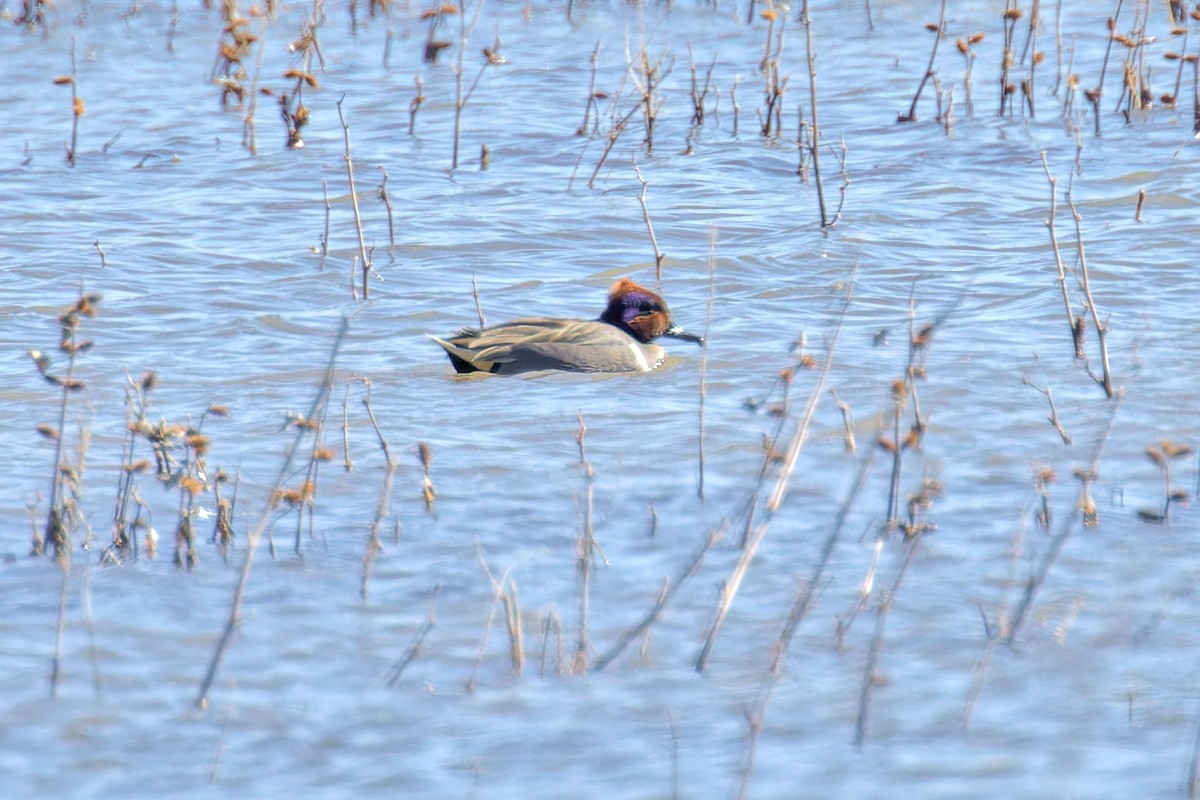 Green-winged Teal - ML614566601