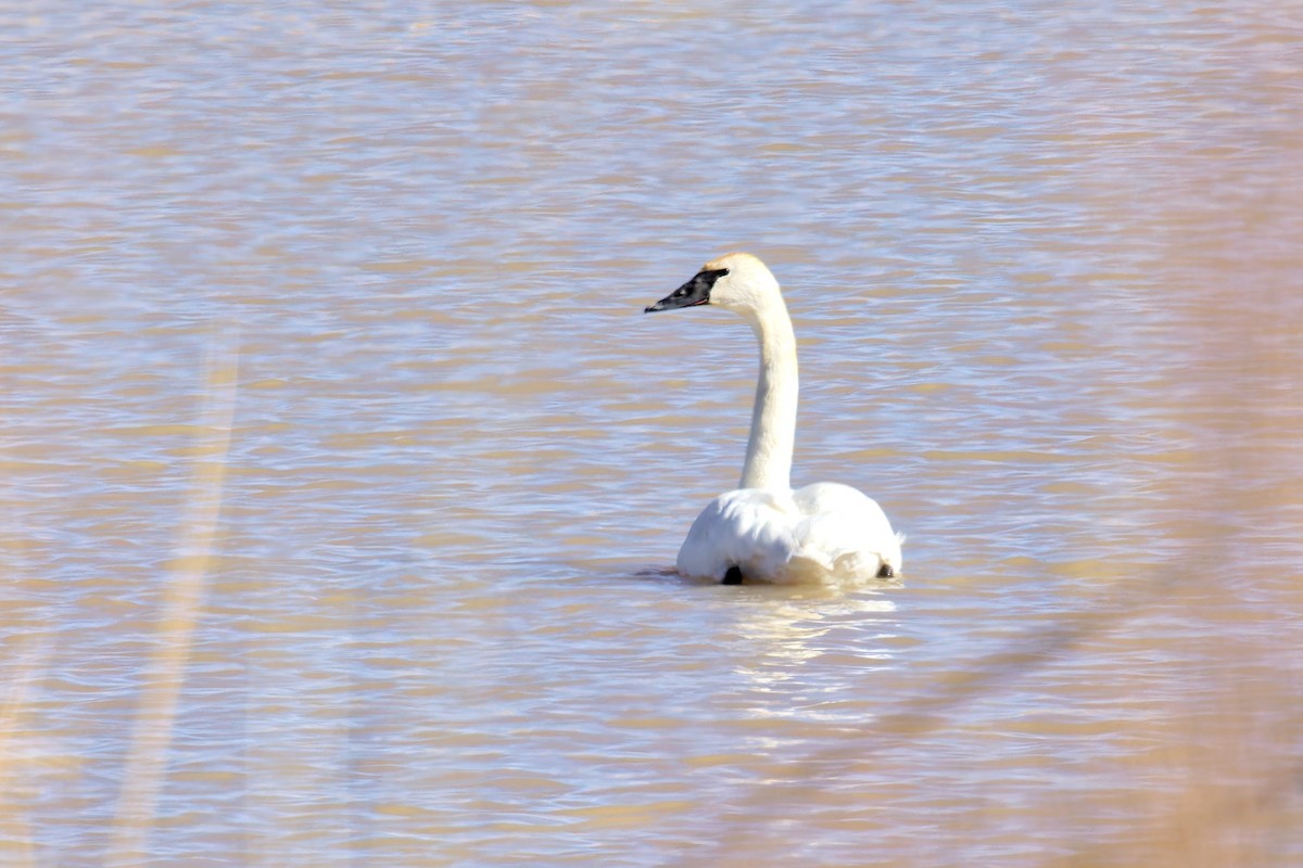 Trumpeter Swan - Bob Walker