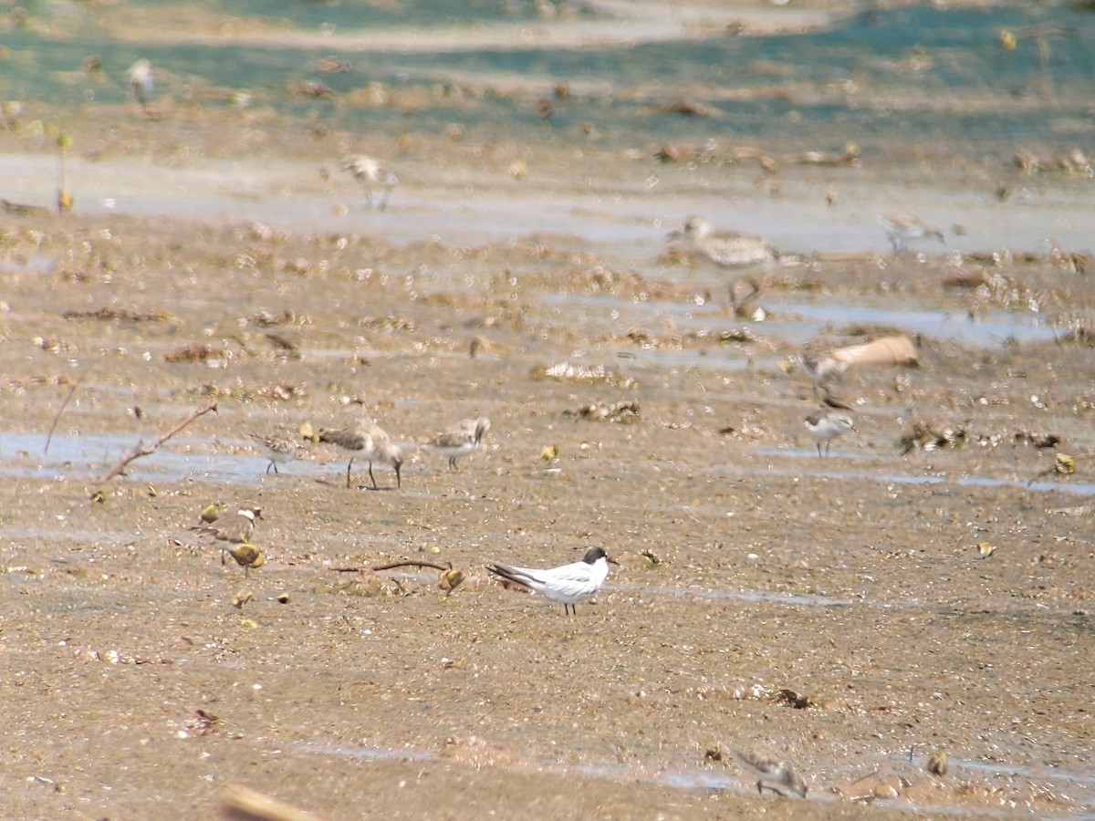Little Tern - ML614566615