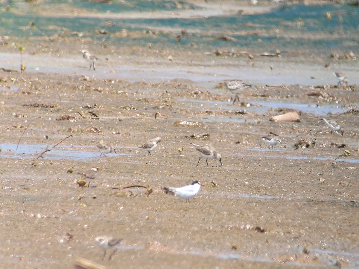Little Tern - ML614566616