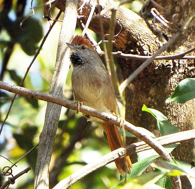 Sooty-fronted Spinetail - ML614566624