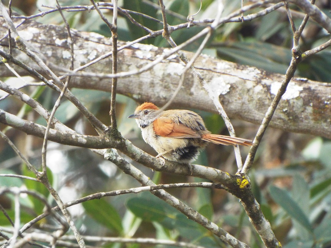 Sooty-fronted Spinetail - ML614566625