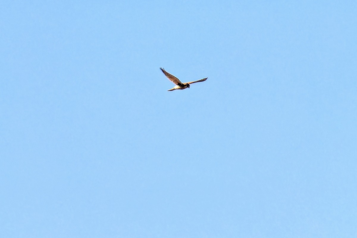 American Kestrel - ML614566645