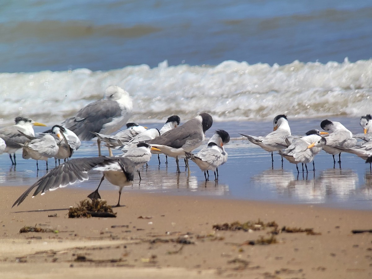 Sooty Gull - ML614566647