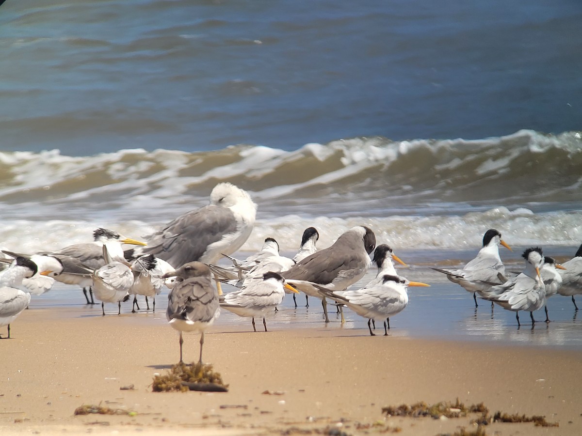 Sooty Gull - ML614566648