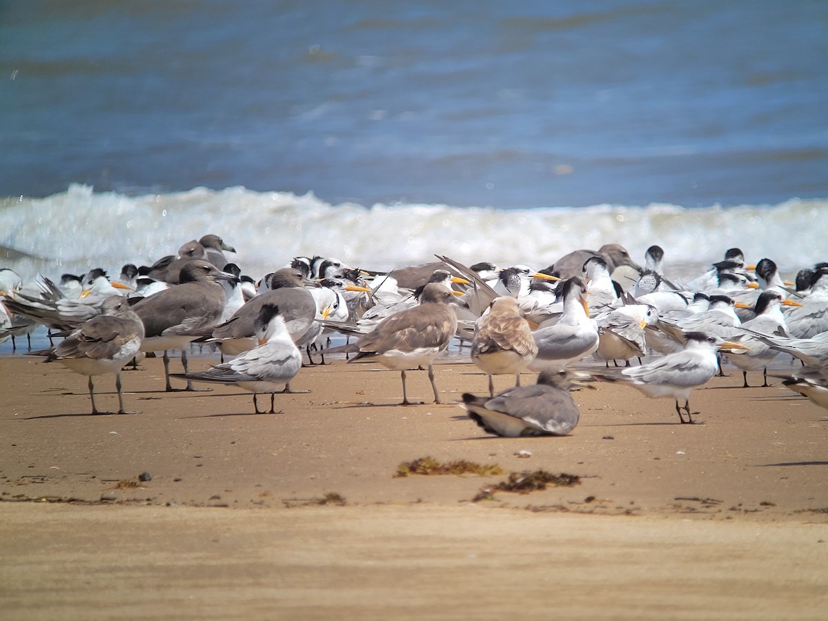 Sooty Gull - ML614566649