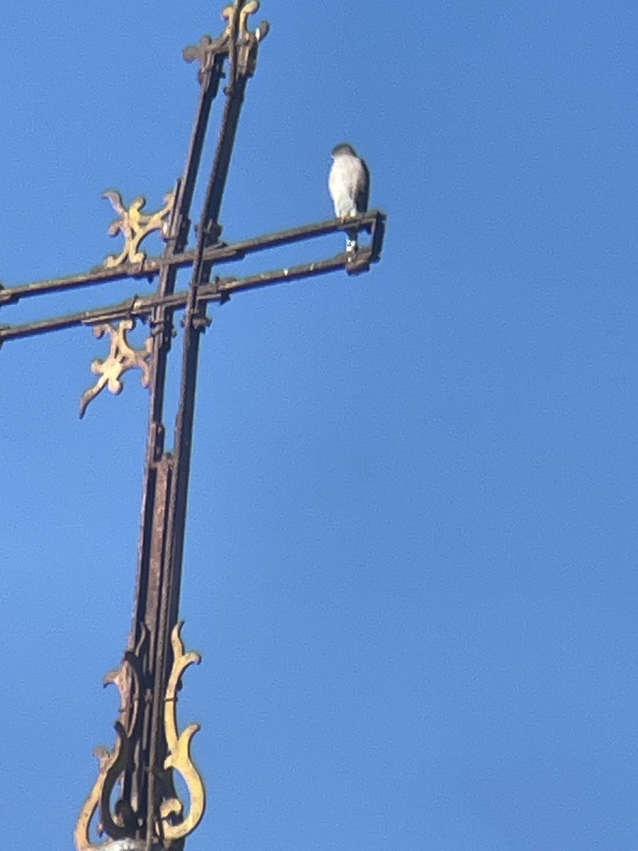 Cooper's Hawk - Jacques Ibarzabal