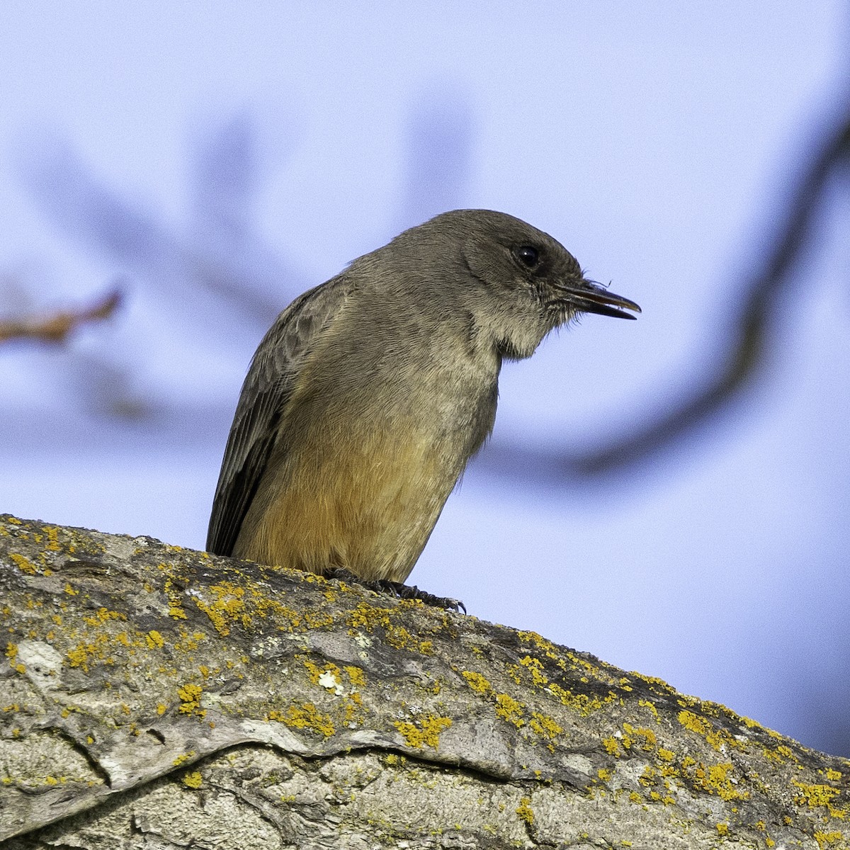 Say's Phoebe - ML614566745