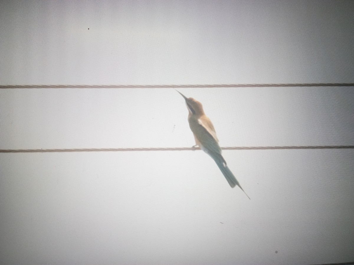 Blue-tailed Bee-eater - Gaja mohanraj