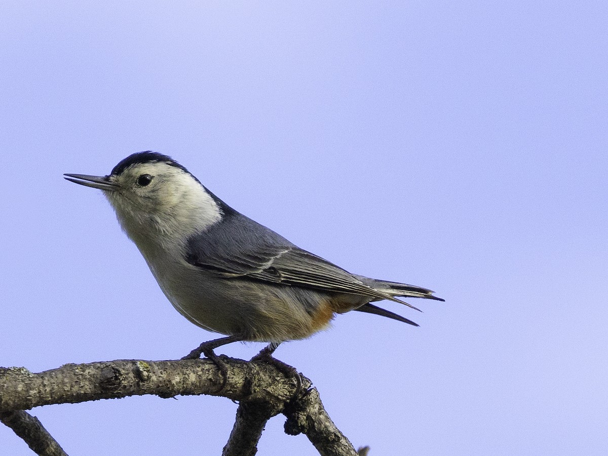 White-breasted Nuthatch - ML614566810