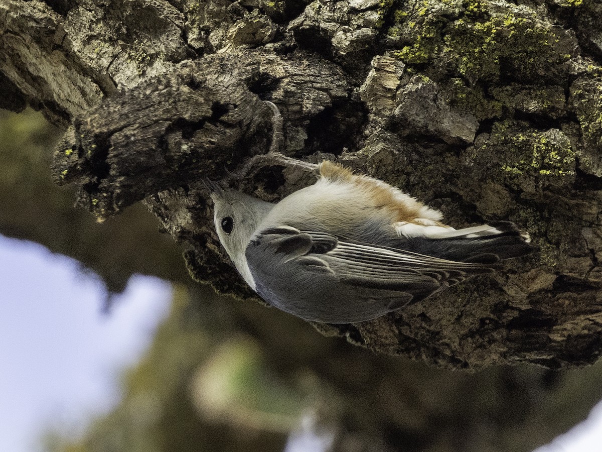 White-breasted Nuthatch - ML614566812