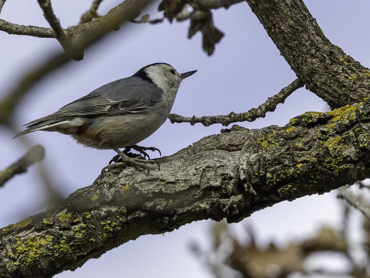 White-breasted Nuthatch - ML614566813