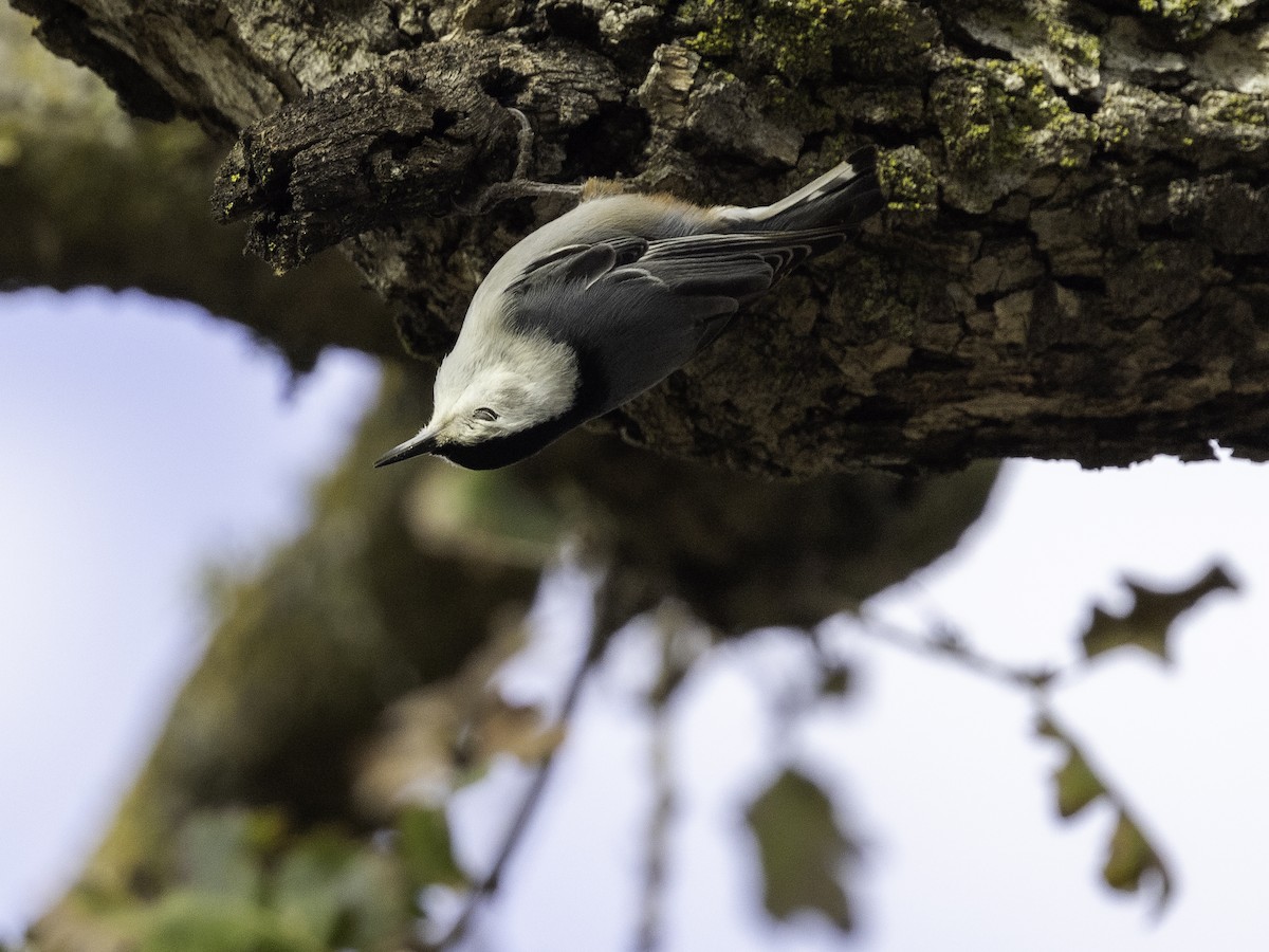 White-breasted Nuthatch - ML614566814