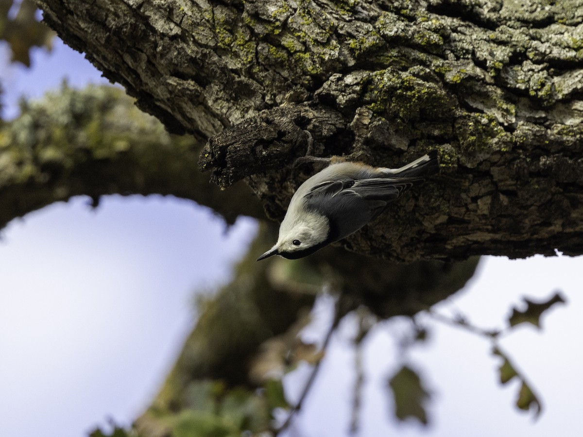 White-breasted Nuthatch - ML614566815
