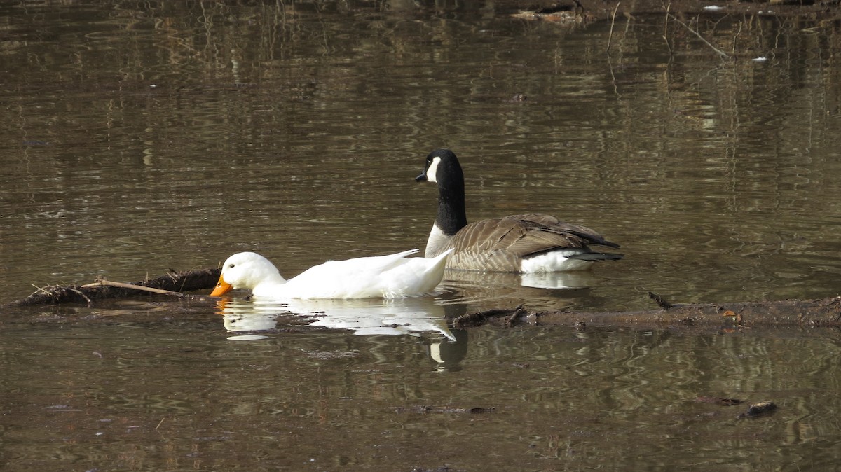 Cackling Goose - ML614566889