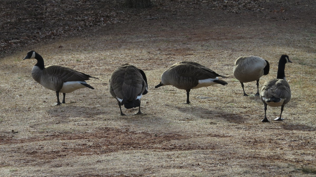 Canada Goose - ML614566915