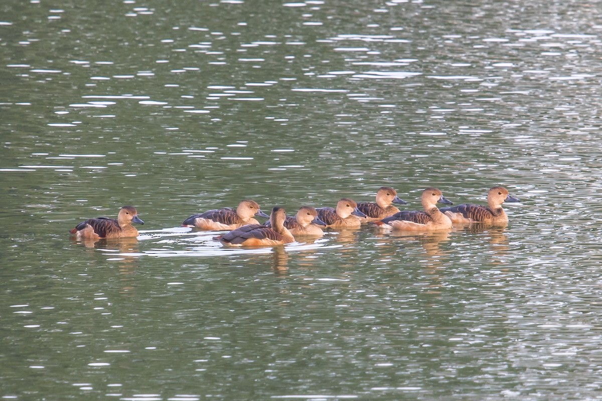 Fulvous/Lesser Whistling-Duck - ML614566939