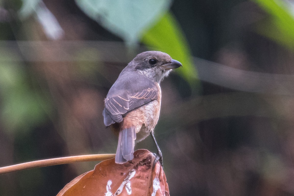 Gray-backed Shrike - ML614566969