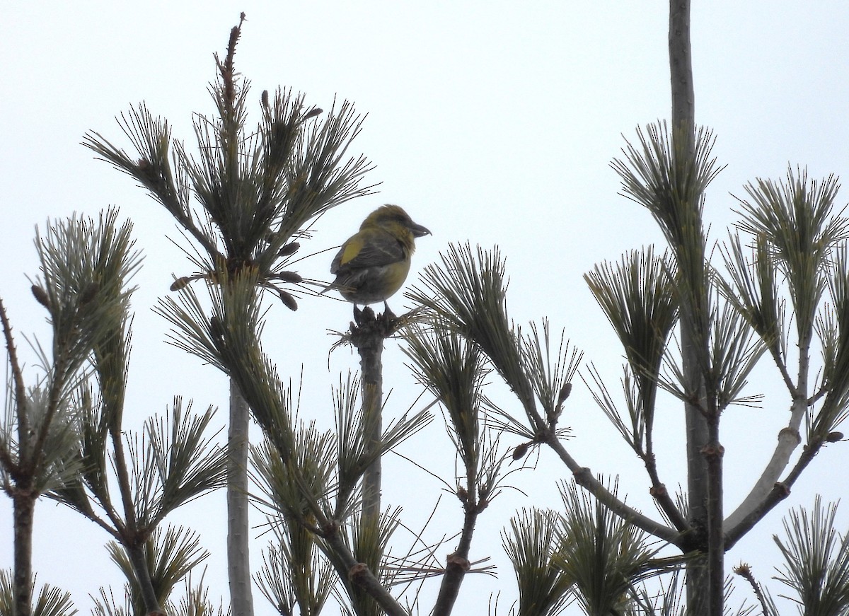 Red Crossbill (Ponderosa Pine or type 2) - ML614566983