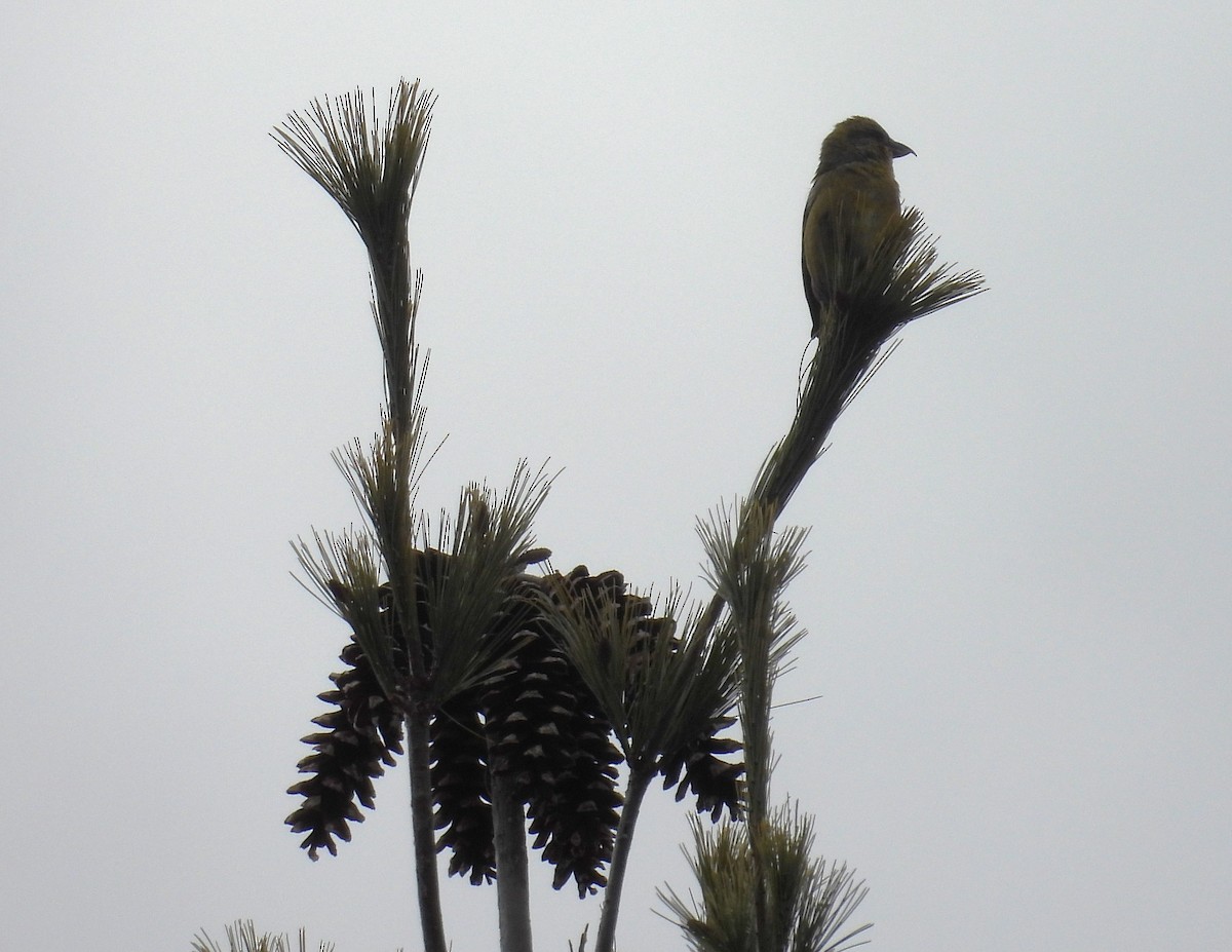 Red Crossbill (Ponderosa Pine or type 2) - ML614566989