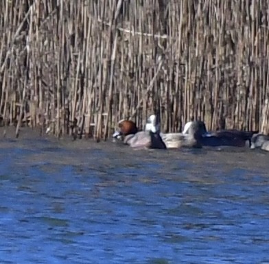 Eurasian Wigeon - ML614567023