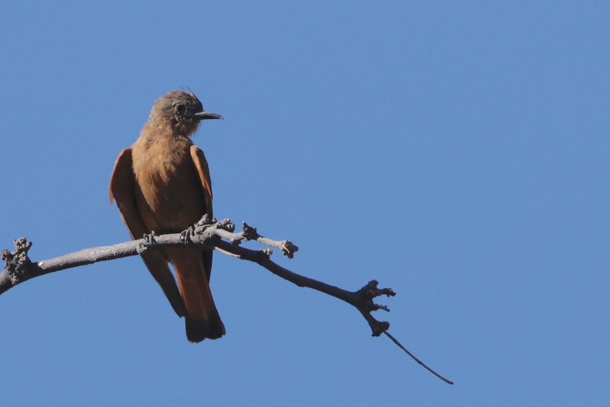 Cliff Flycatcher - ML614567169