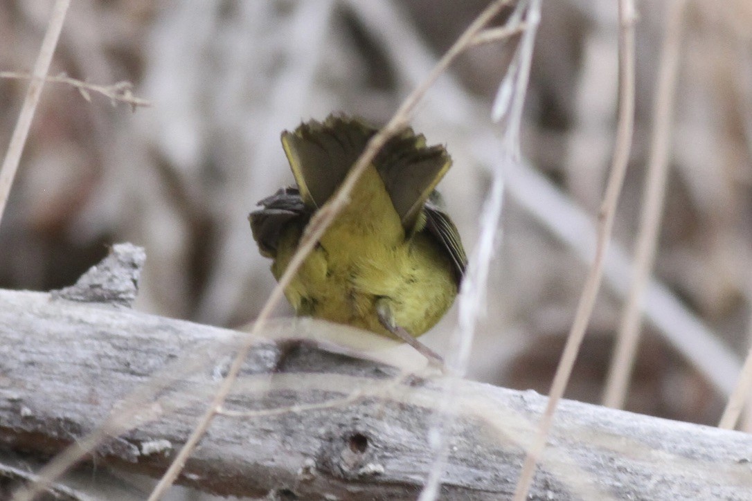 MacGillivray's Warbler - ML614567183