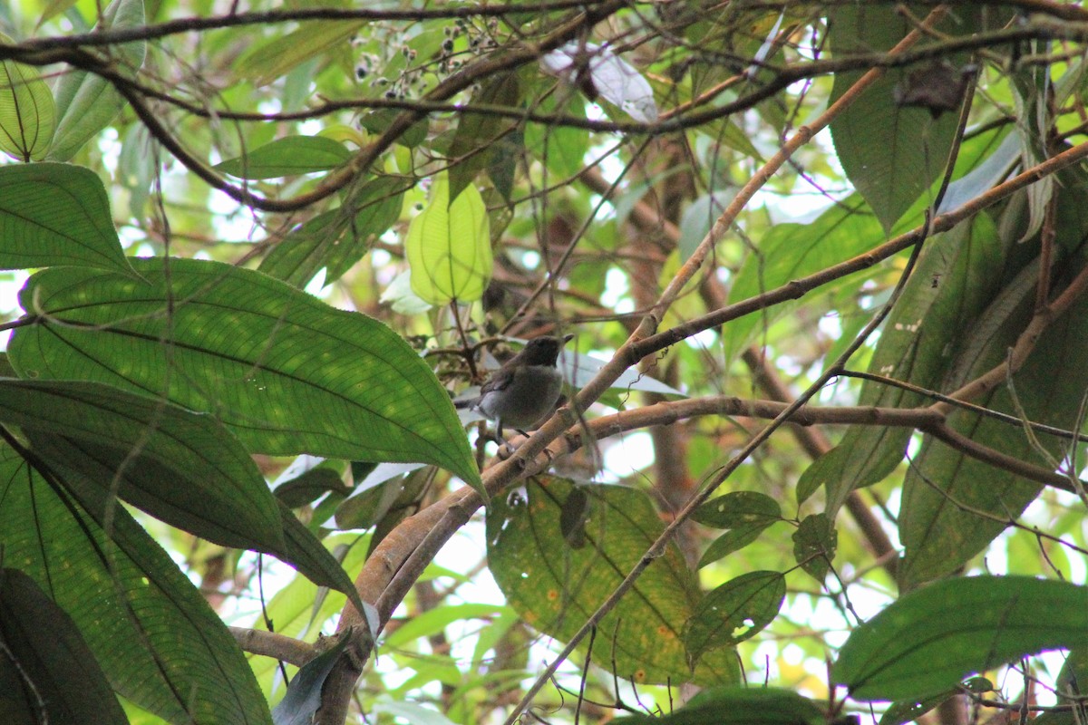 White-necked Thrush - ML614567214