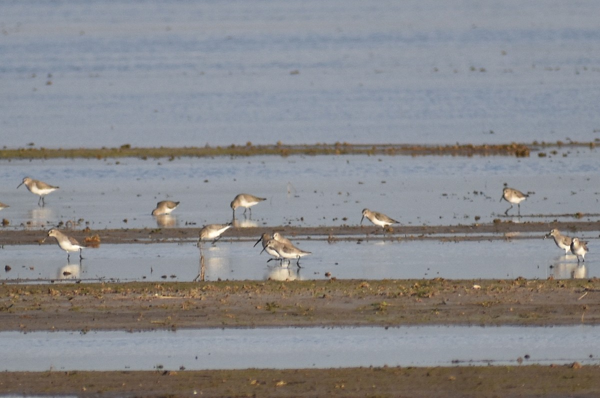 Dunlin - ML614567221