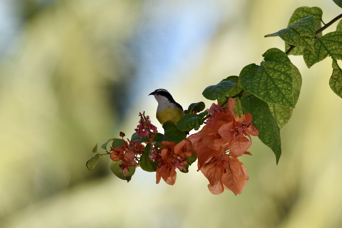 Bananaquit (Cozumel I.) - ML614567254