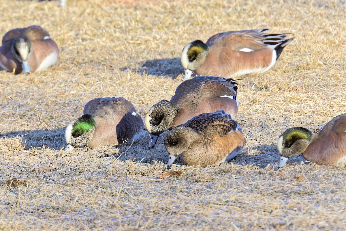 American Wigeon - ML614567391