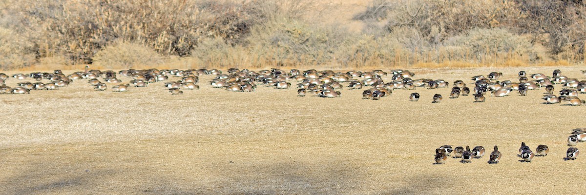 American Wigeon - ML614567392