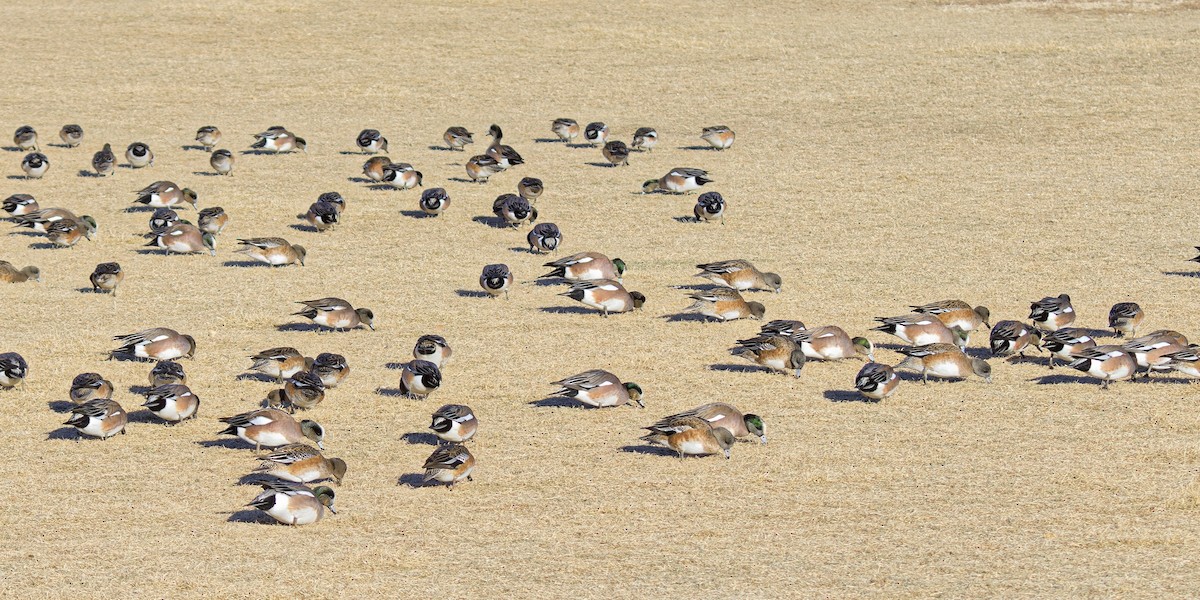 American Wigeon - ML614567393