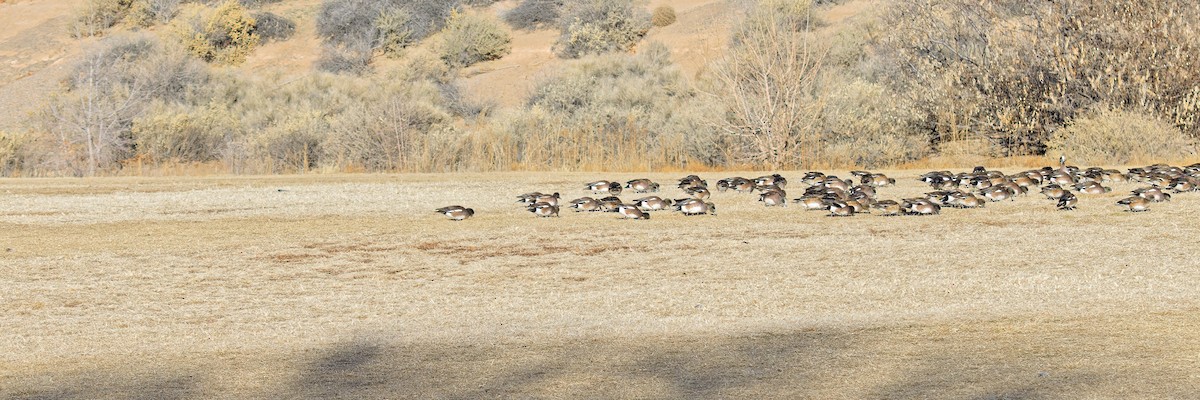 American Wigeon - ML614567395