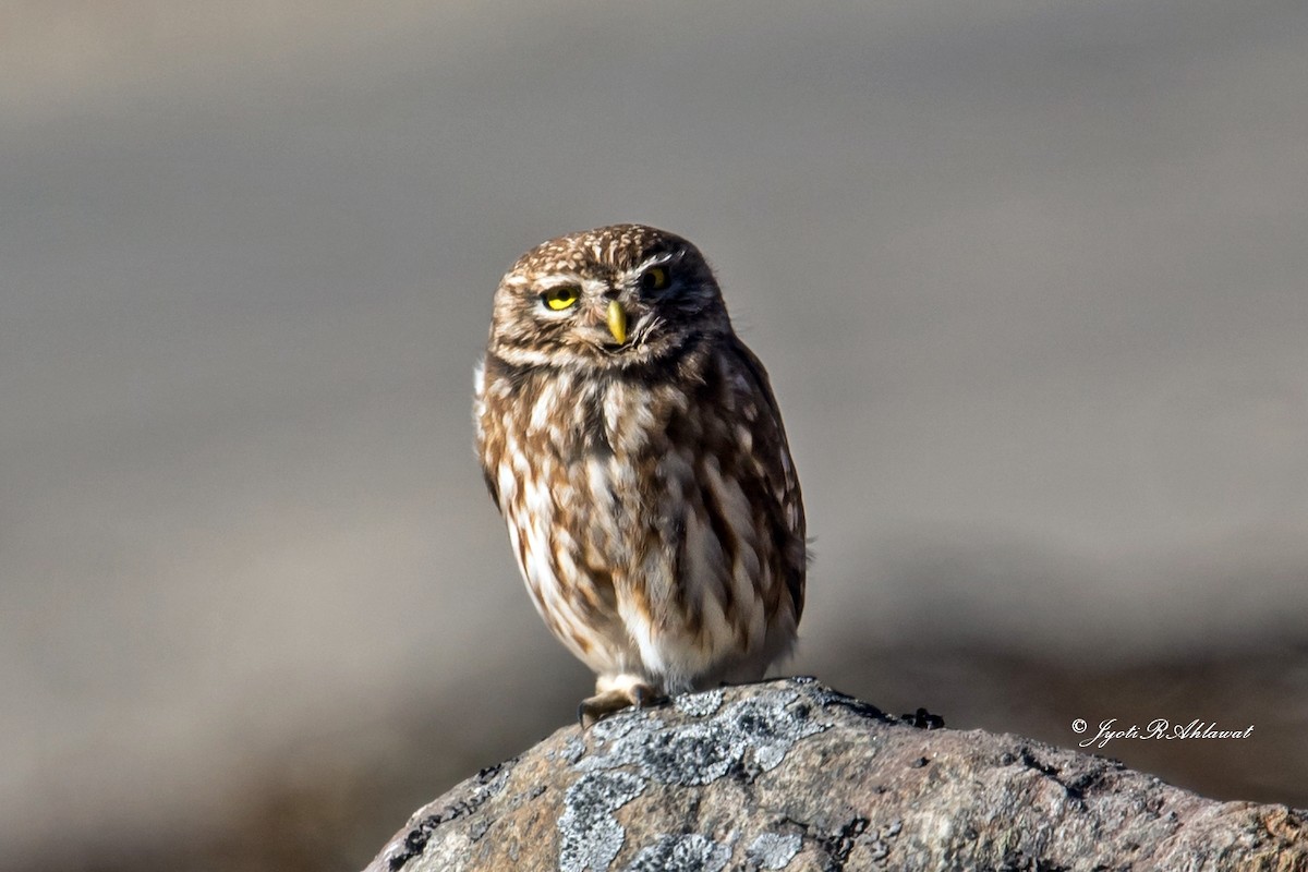 Little Owl - ML614567403