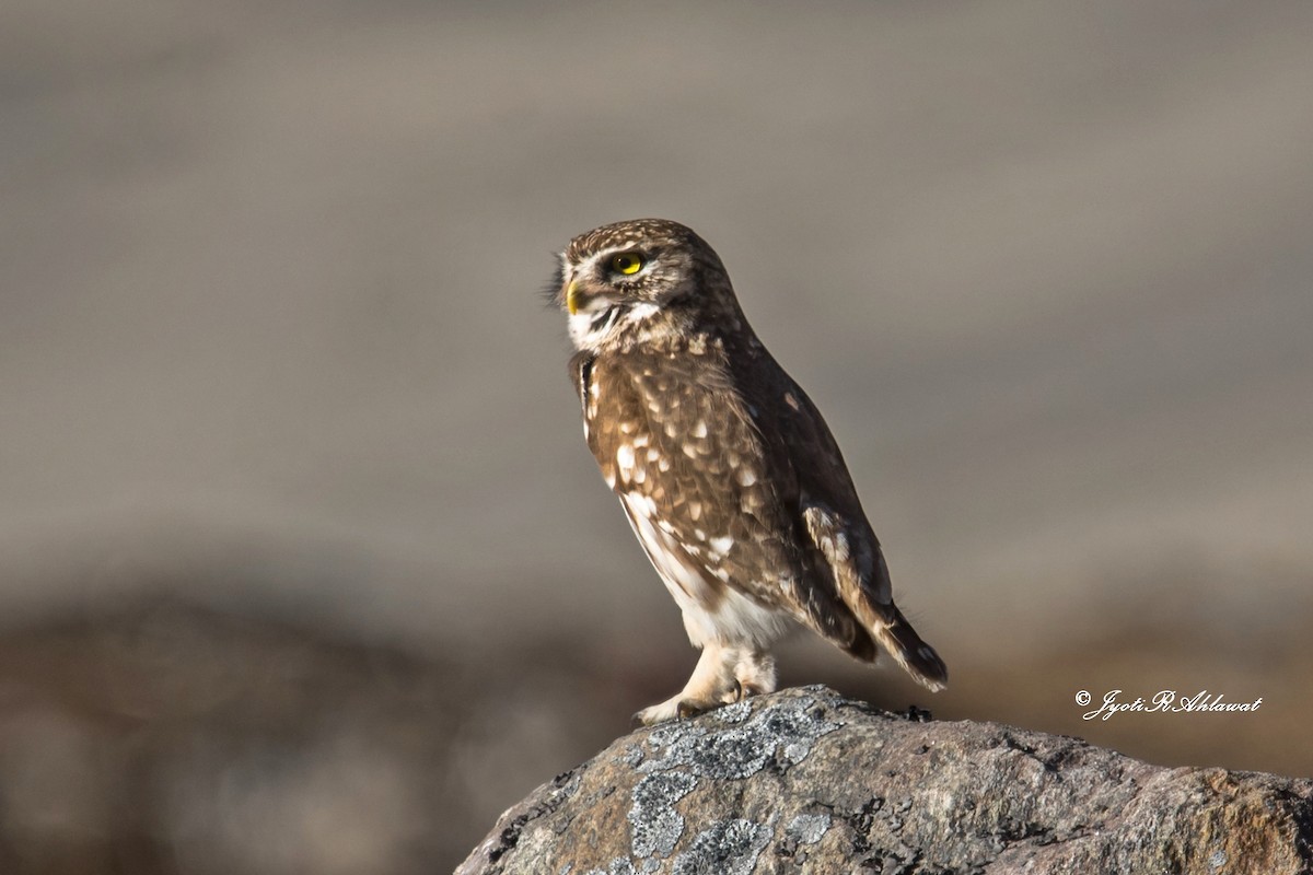 Little Owl - Jyoti Rani Ahlawat