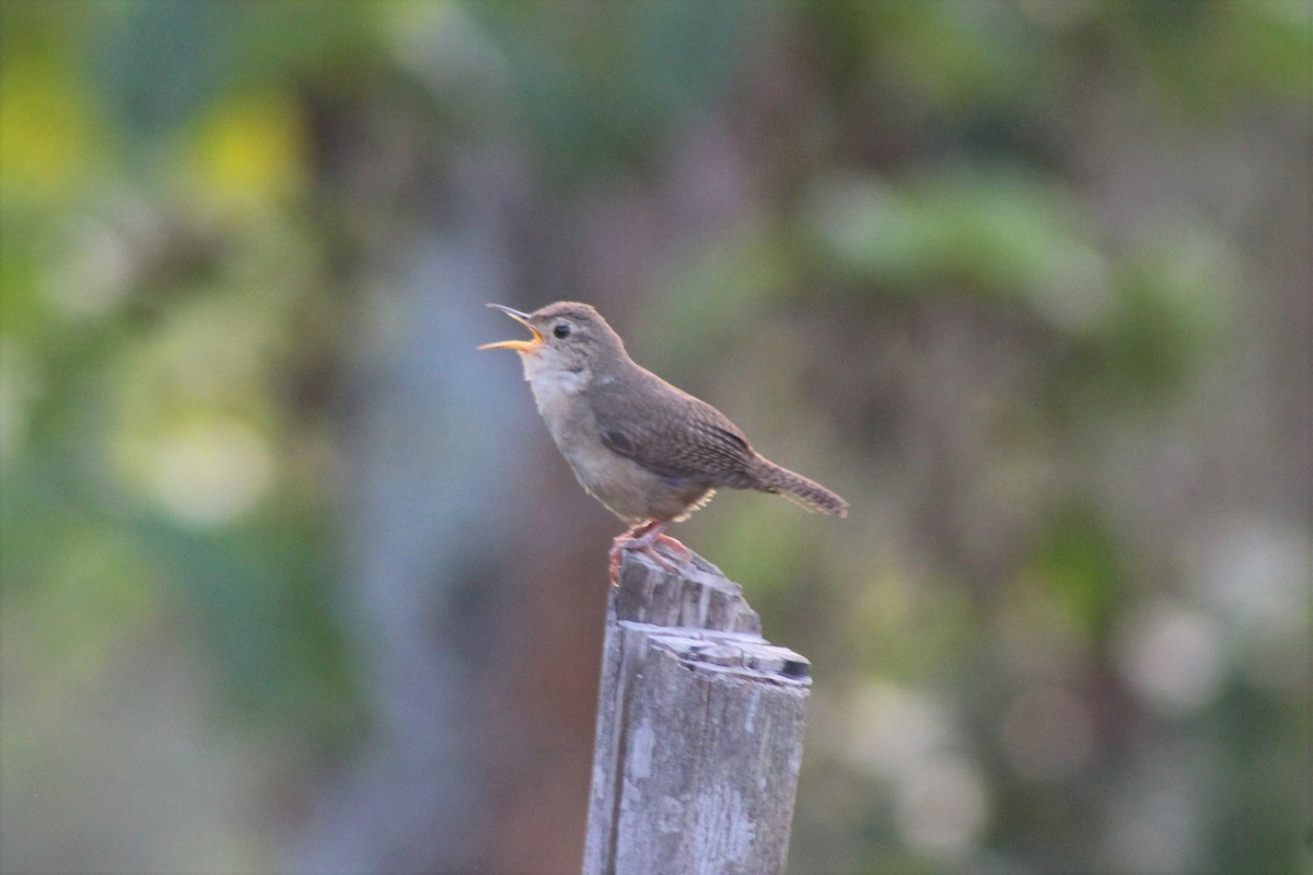 House Wren - ML614567419