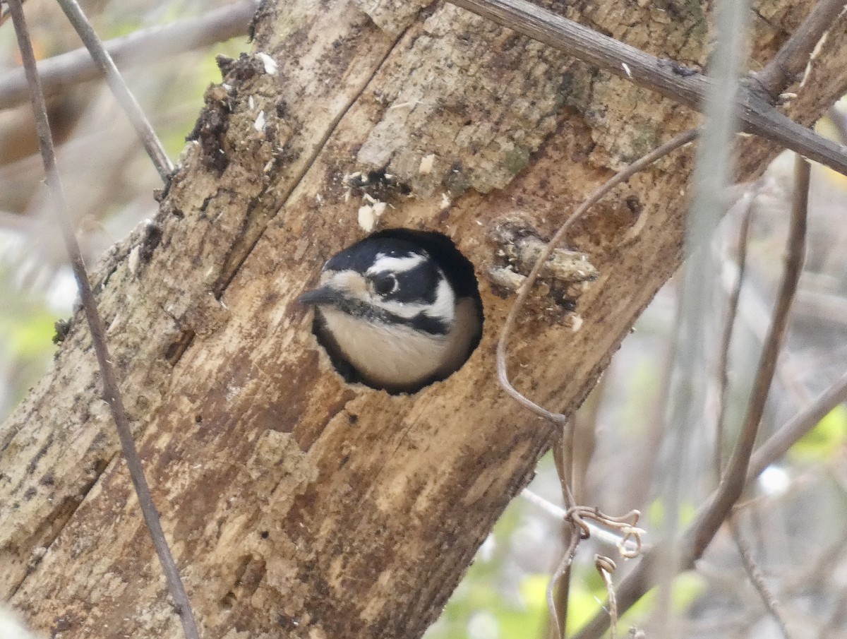 Downy Woodpecker - ML614567434