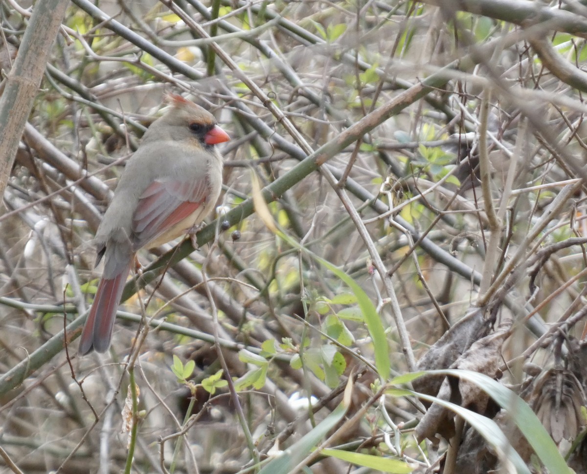 Northern Cardinal - ML614567453