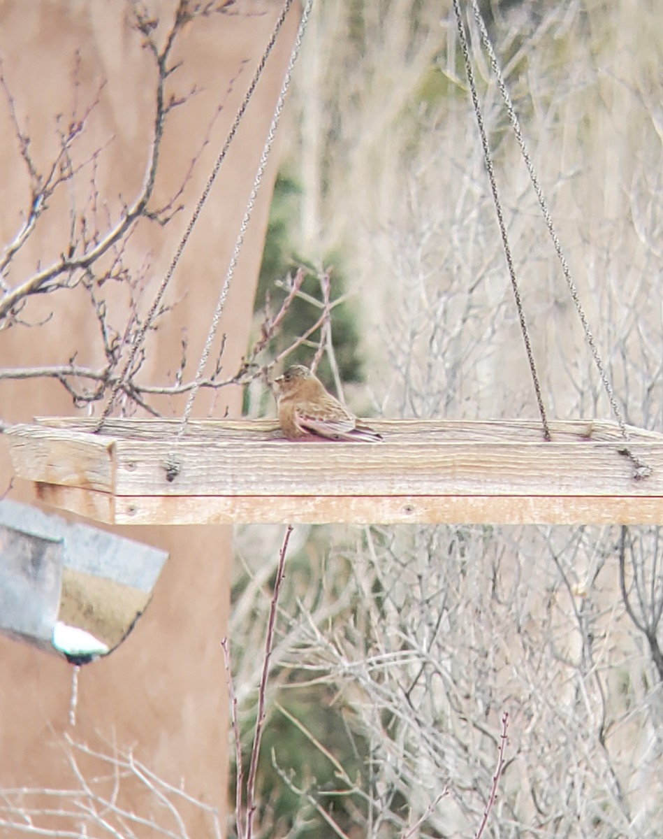 Brown-capped Rosy-Finch - Collin McElroy