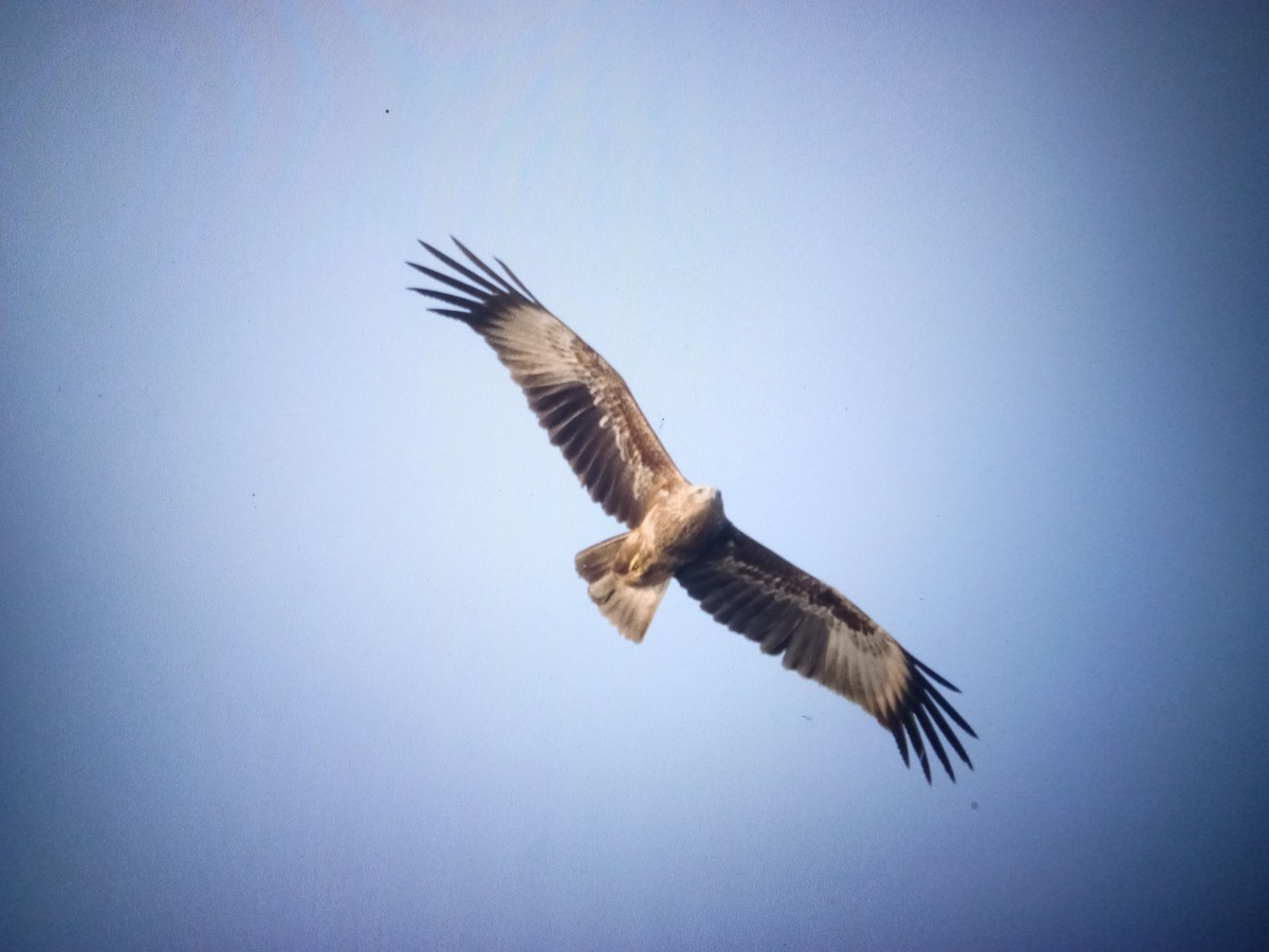 Brahminy Kite - Gaja mohanraj