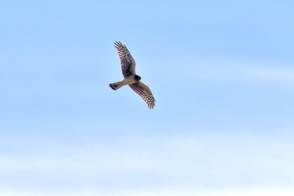 Northern Harrier - ML614567618