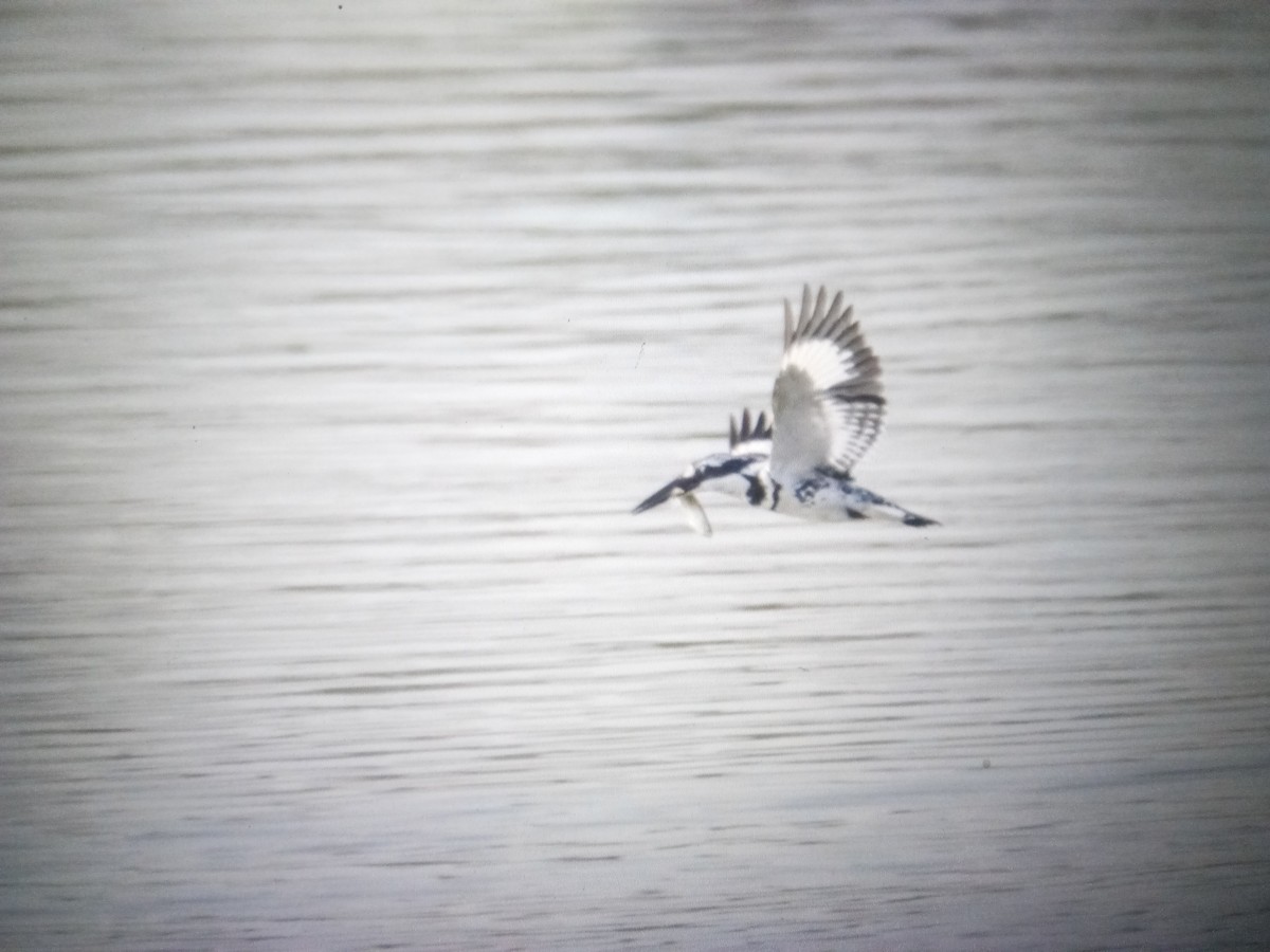 Pied Kingfisher - Gaja mohanraj