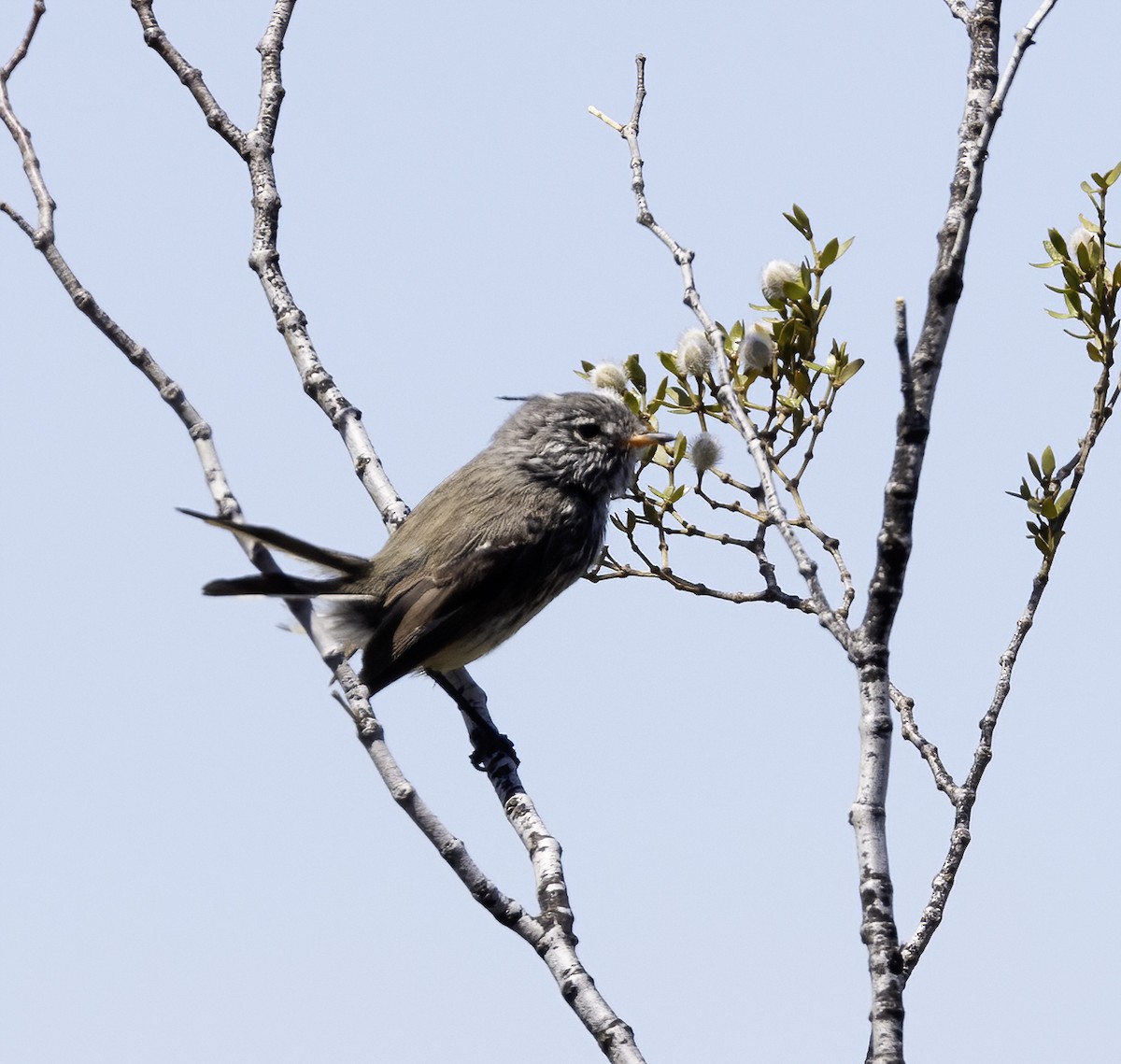 Yellow-billed Tit-Tyrant - ML614567643