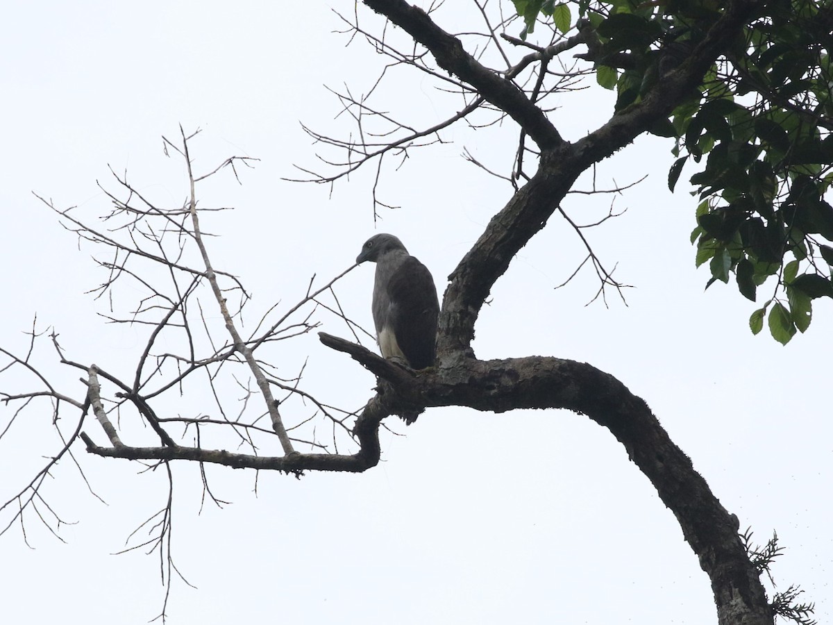 Lesser Fish-Eagle - ML614567675