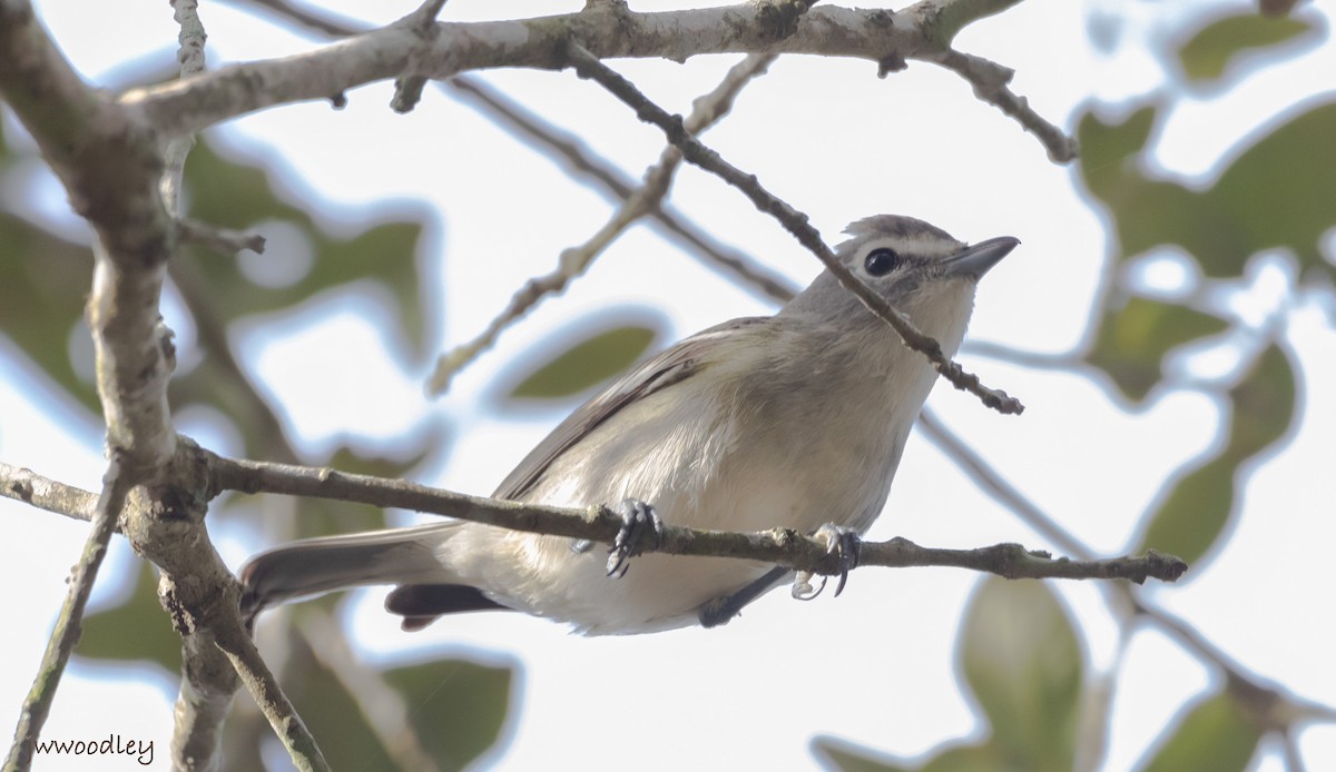 Plumbeous Vireo - ML614567721