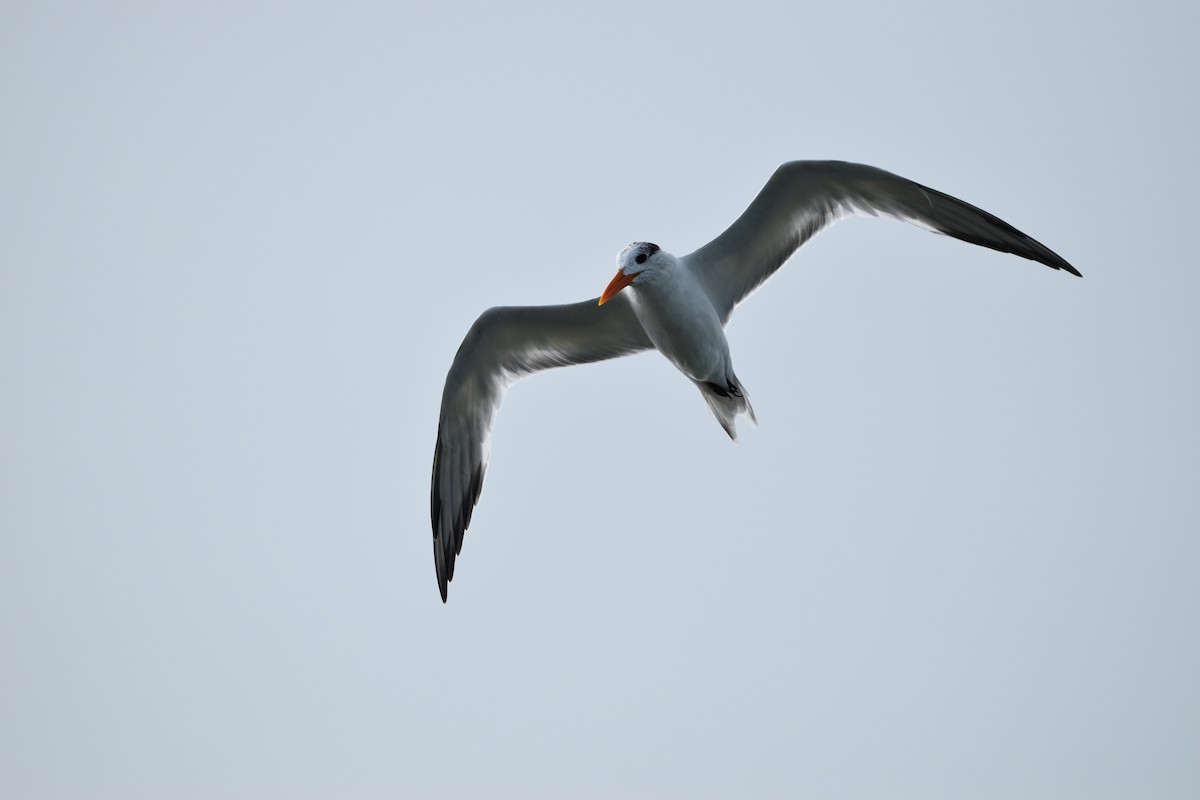 Royal Tern - ML614567726